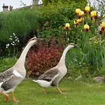 Le Domaine Du Douet Du Houle - Piscine Chauffee & - Calme - Confort 別荘