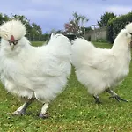 Le Domaine Du Douet Du Houle - Piscine Chauffee & - Calme - Confort 別荘