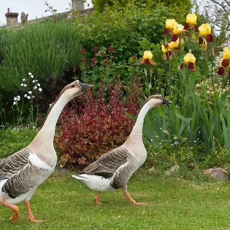 Le Domaine Du Douet Du Houle - Piscine Chauffee & - Calme - Confort Prázdninový dům