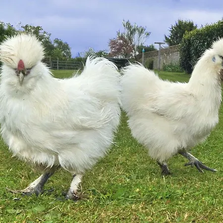 Le Domaine Du Douet Du Houle - Piscine Chauffee & - Calme - Confort Prázdninový dům