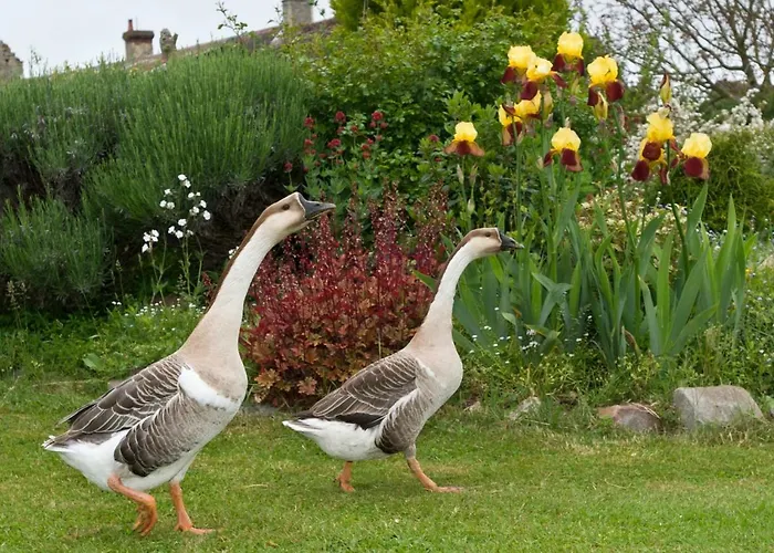 Le Domaine Du Douet Du Houle - Piscine Chauffee & - Calme - Confort Holiday home